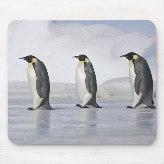 3台の皇帝ペンギン、スノーヒル島 マウスパッド (正面)