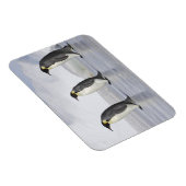 3台の皇帝ペンギン、スノーヒル島 マグネット (右側)