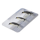 3台の皇帝ペンギン、スノーヒル島 マグネット (左側)