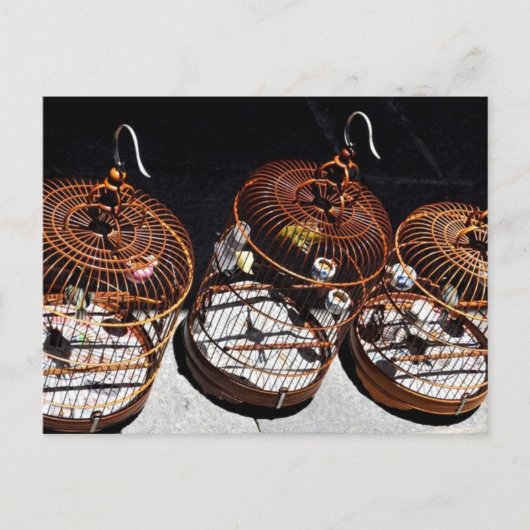 3小鳥中国葉書 ポストカード (正面)