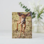 3日間の古いベビーニアラディア ポストカード (スタンド正面)