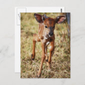 3日間の古いベビーニアラディア ポストカード (正面/裏面)