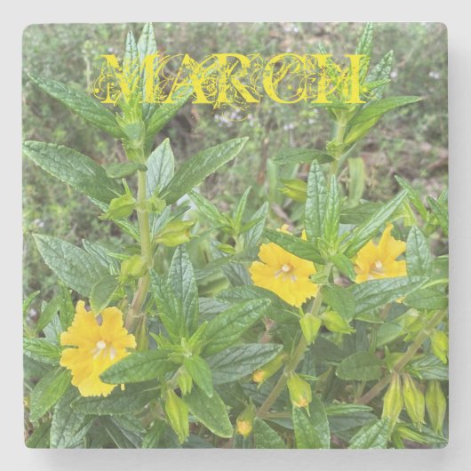 3月モンキーフラワー ストーンコースター (正面)