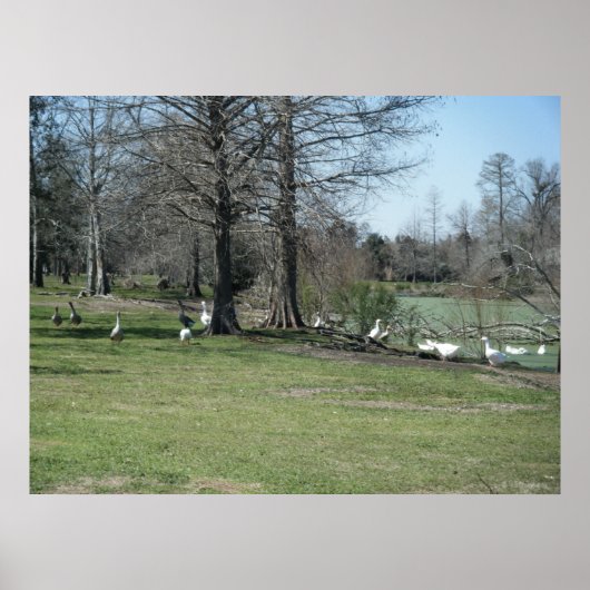 3月4日_パークダックスポスター ポスター (正面)