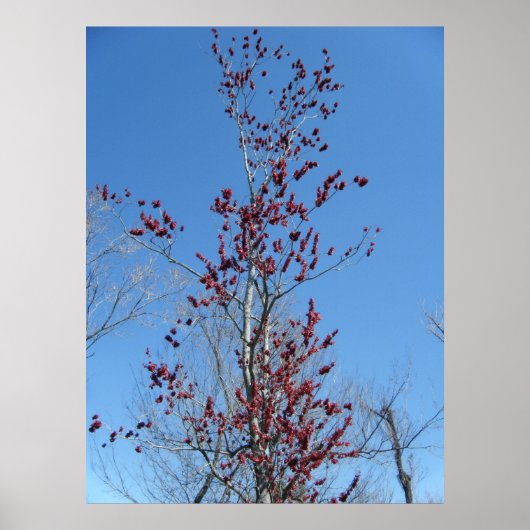 3月4日_赤カラフルい木 ポスター (正面)