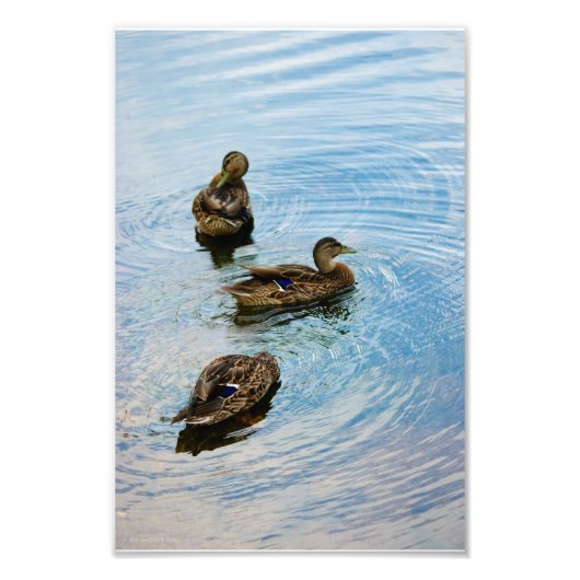 3枚の写真 フォトプリント            (正面)