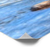 3着陸マラードダックドレイクス野生生物写真 ポスター (角)