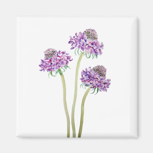 3紫scabiosa scoopflowers water color マグネット (正面)