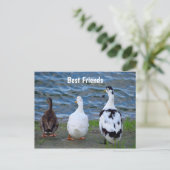 3羽のアヒルが一列に ポストカード (スタンド正面)