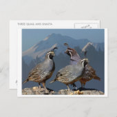 3羽のウズラとシャスタ ポストカード (正面/裏面)