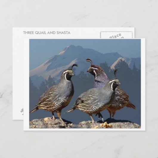 3羽のウズラとシャスタ ポストカード (正面/裏面)