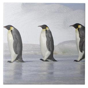 3羽のコウテイペンギン、雪の丘の島 タイル