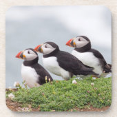 3羽のツノメドリ コースター (正面)