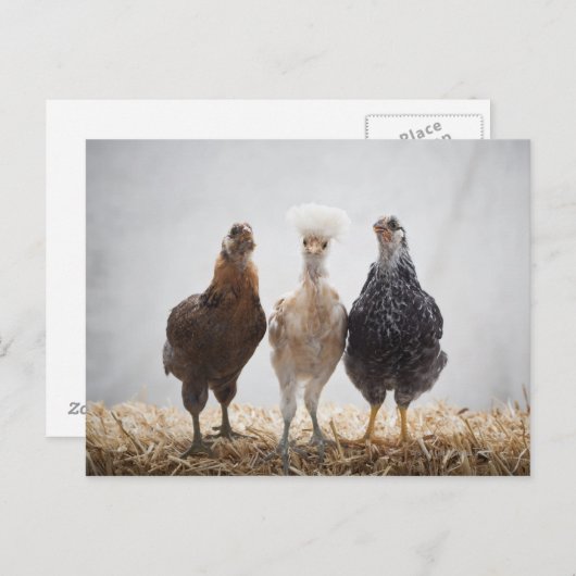 3羽のペットの鶏のポートレートが楽しみだ ポストカード (正面/裏面)