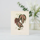 3色のパッションつる植物(Passiflora Trifasciata) ポストカード (スタンド正面)