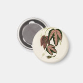 3色のパッションつる植物(Passiflora Trifasciata) マグネット (正面/裏面)