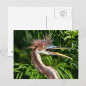 3色ヘロンと悪い髪の日はがき ポストカード (正面/裏面)