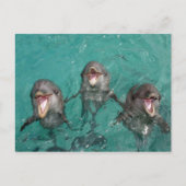 3頭のイルカが海に微笑む ポストカード (正面)