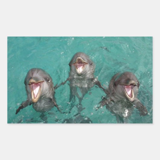 3頭のイルカ 長方形シール (正面)
