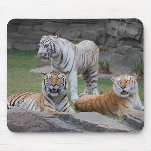 3頭のトラ マウスパッド (正面)