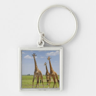 3頭のマサイ族のキリン、Giraffaのcamelopardalis キーホルダー