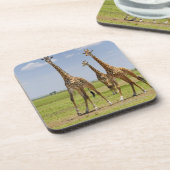3頭のマサイ族のキリン、Giraffaのcamelopardalis コースター (左側)