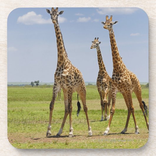 3頭のマサイ族のキリン、Giraffaのcamelopardalis コースター (正面)
