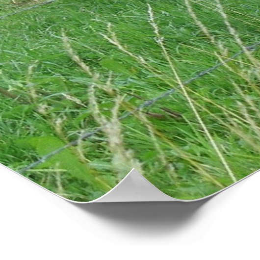 3頭の牛の写真ポスター ポスター (角)