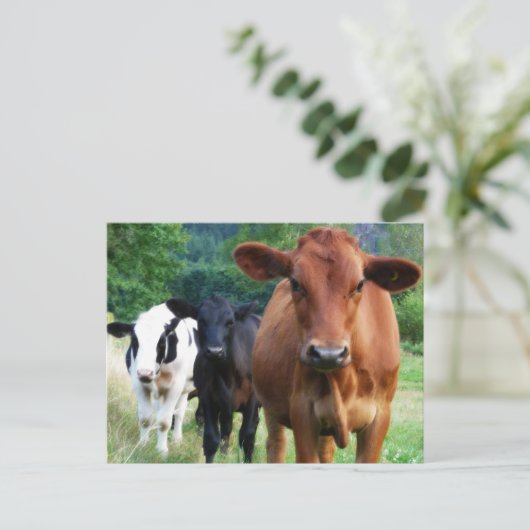 3頭の牛の小群れ ポストカード (スタンド正面)