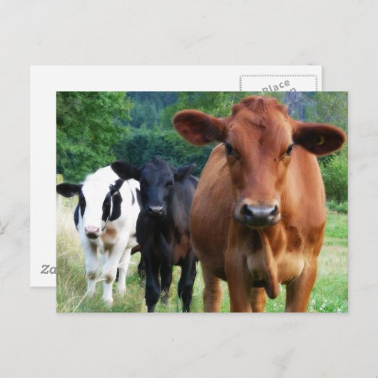 3頭の牛の小群れ ポストカード (正面/裏面)