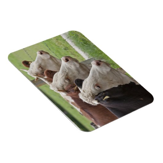 3頭の牛 マグネット (右側)