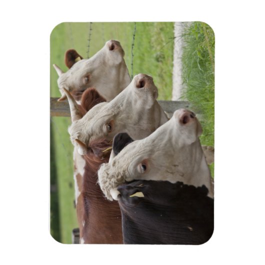 3頭の牛 マグネット (縦)