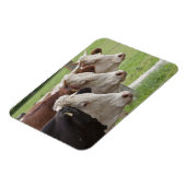 3頭の牛 マグネット (左側)