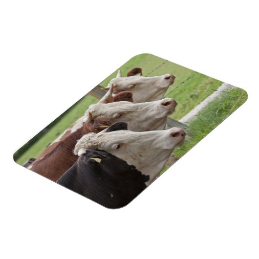 3頭の牛 マグネット (左側)