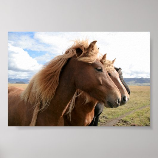 3頭の馬が並ぶポスター ポスター (正面)