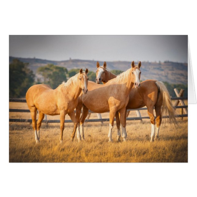 3頭のPalominoの子馬 (正面横)