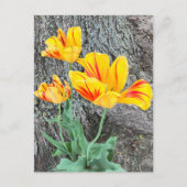 3黄色のチューリップの続編/ ポストカード (正面)