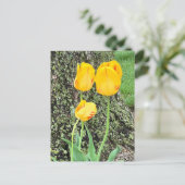 3黄色のチューリップ/ ポストカード (スタンド正面)