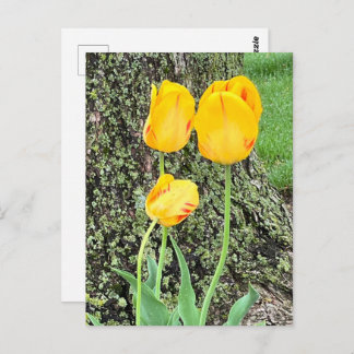 3黄色のチューリップ/ ポストカード