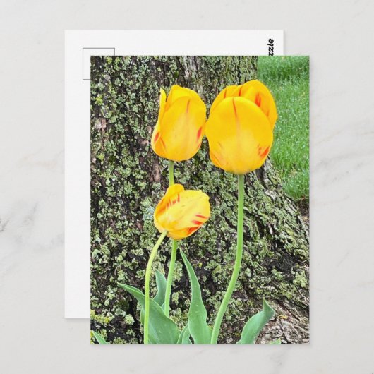 3黄色のチューリップ/ ポストカード (正面/裏面)