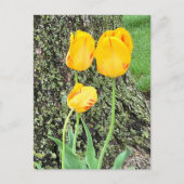 3黄色のチューリップ/ ポストカード (正面)