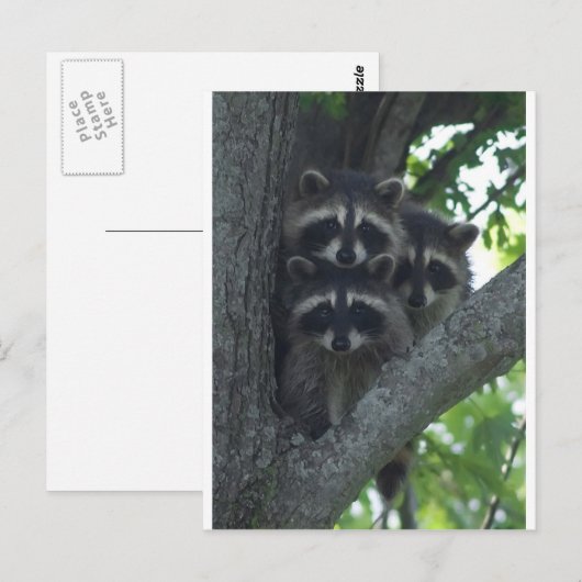 300.アミゴス ポストカード (正面/裏面)