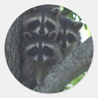 300.アミゴス ラウンドシール