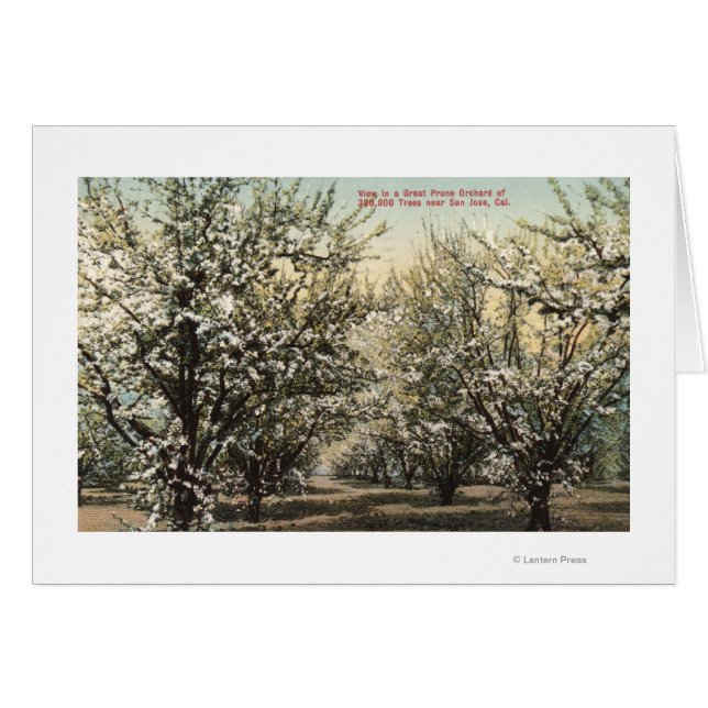 300,000本の木々のプルーンオーチャードの表示 (正面横)