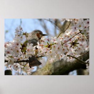 30x20 桜と小鳥のジェジュンドー写真プリント ポスター