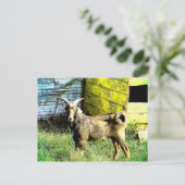 31.ヤギ ポストカード (スタンド正面)