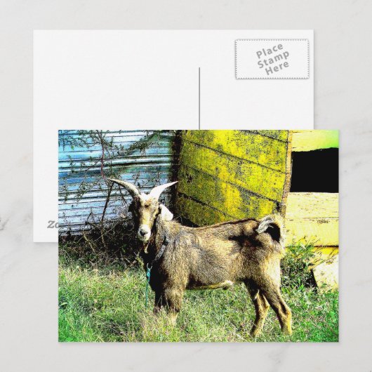 31.ヤギ ポストカード (正面/裏面)
