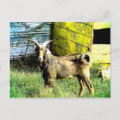 31.ヤギ ポストカード (正面)