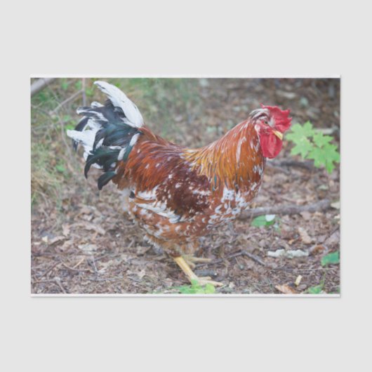 31.種（鶏を除く） 薄葉紙 (正面)