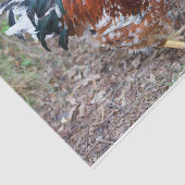 31.種（鶏を除く） 薄葉紙 (詳細)